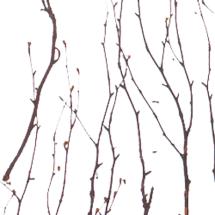 birch